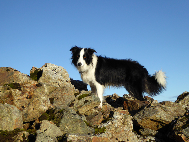 Molly on Moel Hebog